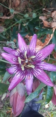 Passiflora × violacea
