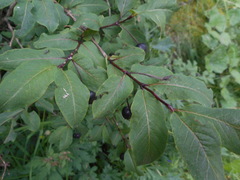 Lonicera nigra