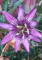 Passiflora × violacea