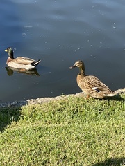 Anas platyrhynchos