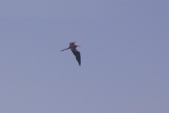 Fregata magnificens