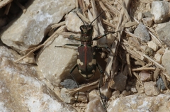Cicindela sylvicola