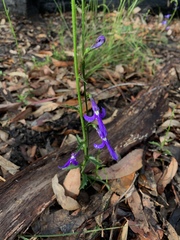 Lobelia dentata