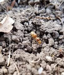Lasius brevicornis