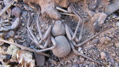 Sicarius thomisoides