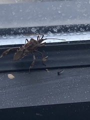 Leptoglossus occidentalis