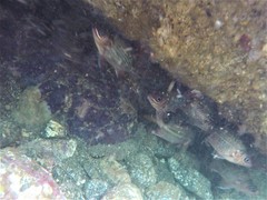 Neoniphon suborbitalis