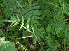 Valeriana dubia