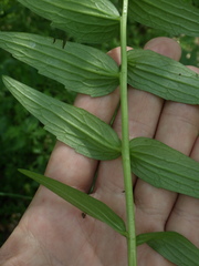 Valeriana dubia