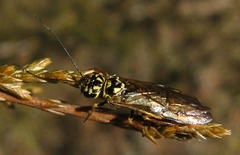 Pamphiliidae