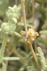 Buddleja utahensis