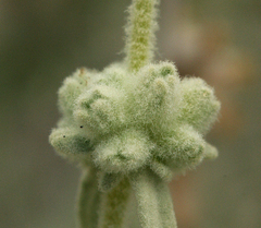 Buddleja utahensis