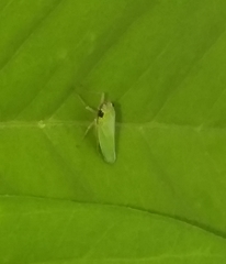 Draeculacephala clypeata