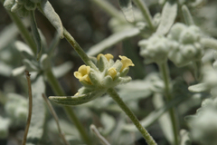 Buddleja utahensis