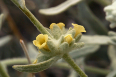 Buddleja utahensis