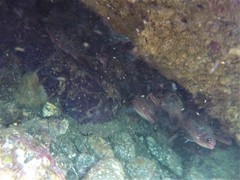 Neoniphon suborbitalis
