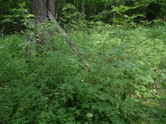 Chaerophyllum aureum