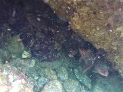 Neoniphon suborbitalis