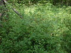 Chaerophyllum aureum