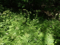 Chaerophyllum aureum