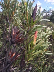 Protea repens