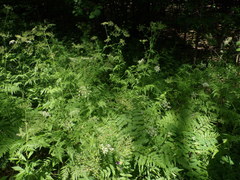 Chaerophyllum aureum