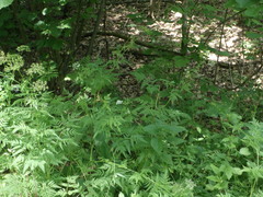 Chaerophyllum aureum