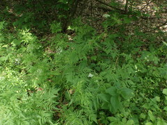 Chaerophyllum aureum