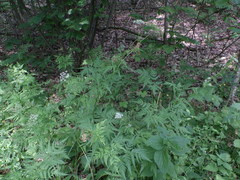 Chaerophyllum aureum