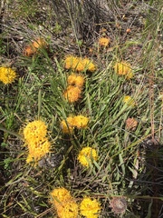 Leucospermum hypophyllocarpodendron canaliculatum