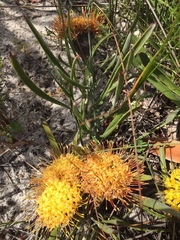 Leucospermum hypophyllocarpodendron canaliculatum
