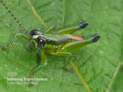 Ampelophilus truncatus