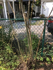 Calamagrostis × acutiflora