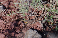 Psammodromus edwarsianus