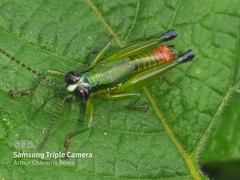 Ampelophilus truncatus