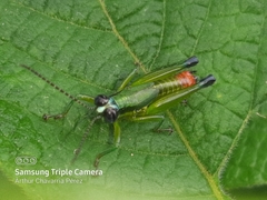 Ampelophilus truncatus