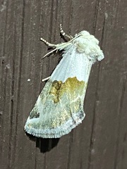 Plagiomimicus dimidiata