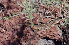 Psammodromus edwarsianus