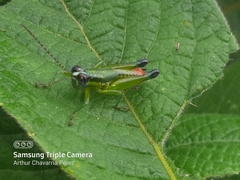 Ampelophilus truncatus