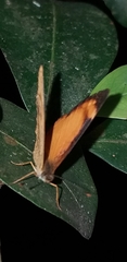 Tegosa anieta
