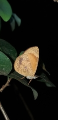 Tegosa anieta