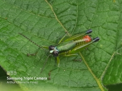 Ampelophilus truncatus