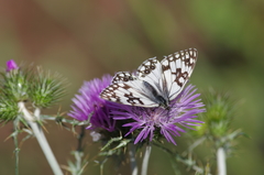 Melanargia occitanica