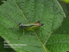 Ampelophilus truncatus