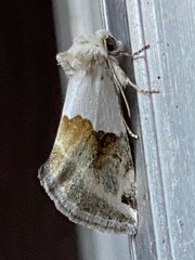 Plagiomimicus dimidiata