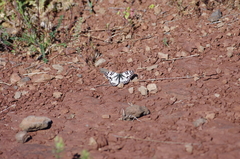 Melanargia occitanica