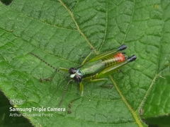 Ampelophilus truncatus