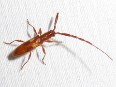 Heterachthes quadrimaculatus