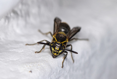 Protonectarina sylveirae