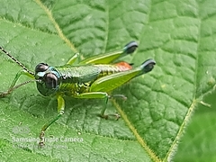 Ampelophilus truncatus